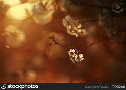 White Cherry flower bloom in spring season. the cherry blossoms after sunset. Vintage sweet cherry blossom soft tone texture background.. White Cherry flower bloom in spring season. Vintage sweet cherry blossom soft tone texture background.