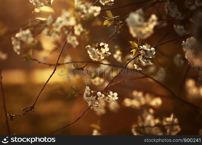 White Cherry flower bloom in spring season. the cherry blossoms after sunset. Vintage sweet cherry blossom soft tone texture background.. the cherry blossoms after sunset. White Cherry flower bloom in spring season. Vintage sweet cherry blossom soft tone texture background.