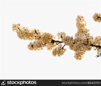 White cherry flowers, bunch in the sky, horizontal image