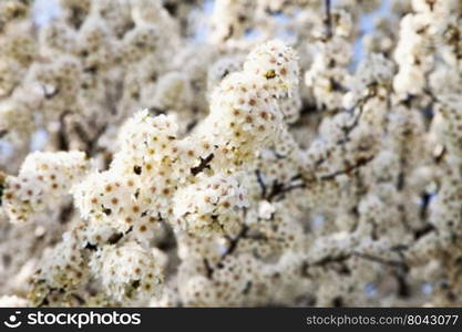 White cherry flowers in bunches, horizontal image