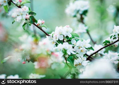 White cherry flowers in spring garden. Flowers of blossoming apple tree branch on warm day. Flowers of blossoming apple tree branch on a spring day