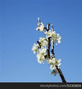 White cherry flowers in the blue sky, square image