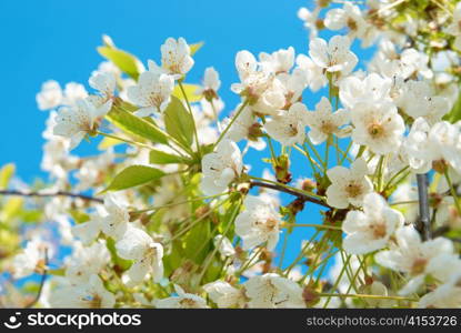 White cherry flowers with blue sky background