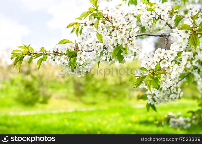 White cherry tree blossoming. Spring flowers over green nature background. Selective focus