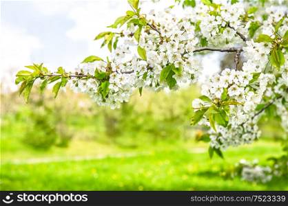 White cherry tree blossoming. Spring flowers over green nature background. Selective focus