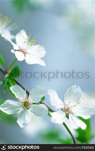 white cherry tree flower in spring