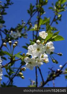 White cherry tree flowers on blue spring sky background. Cherry tree flowers