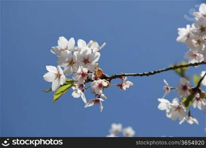 White cherry tree in full blossom