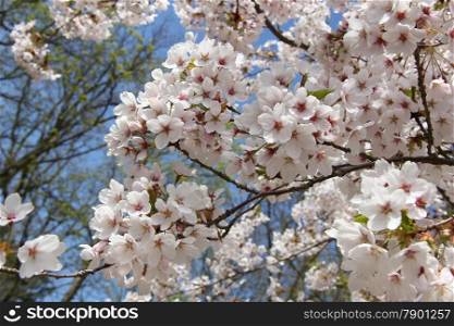 White cherry tree in full blossom