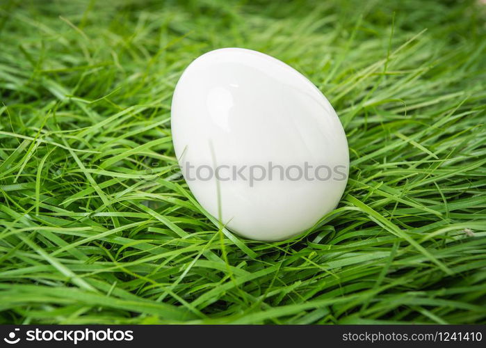 white chicken egg lies in the green grass