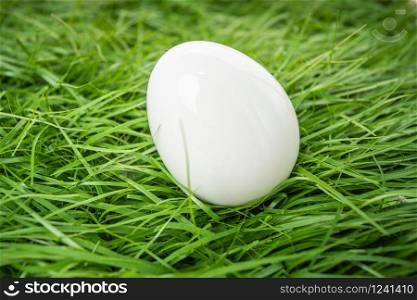 white chicken egg lies in the green grass