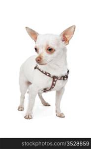 White Chihuahua. Chihuahua in front of a white background