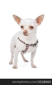 White Chihuahua. Chihuahua in front of a white background