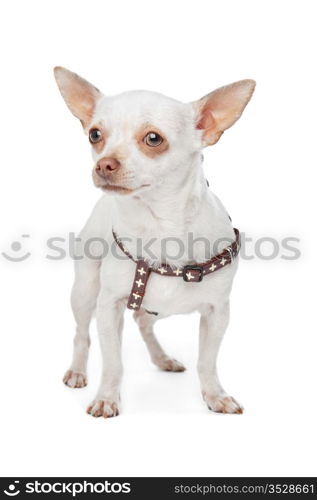 White Chihuahua. Chihuahua in front of a white background