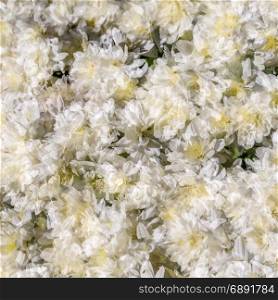 White chrysanthemum blossom, autumn background
