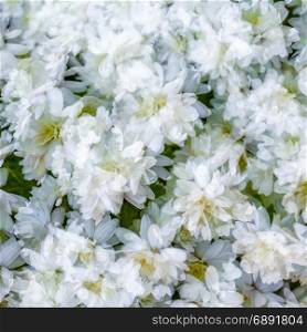 White chrysanthemum blossom, autumn background