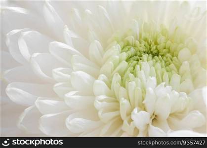White Chrysanthemum close-up macro shot