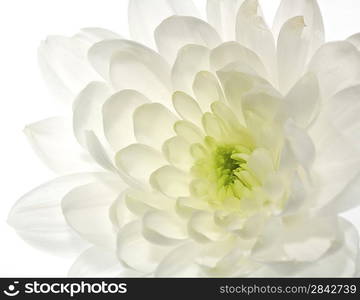 White Chrysanthemum flower abstract backgrounds