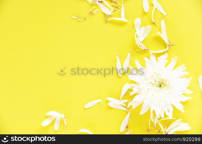 White chrysanthemum flower on yellow background , top view