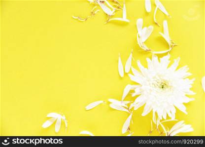 White chrysanthemum flower on yellow background , top view