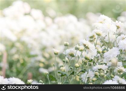 white chrysanthemum flowers, chrysanthemum in the garden. Blurry flower for background, colorful plants