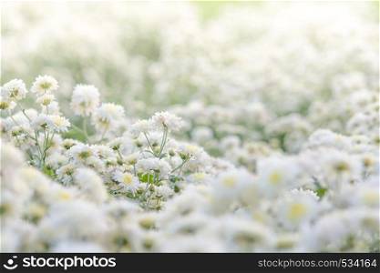 white chrysanthemum flowers, chrysanthemum in the garden. Blurry flower for background, colorful plants. white chrysanthemum flowers, chrysanthemum in the garden