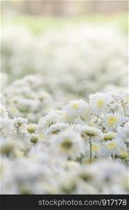 white chrysanthemum flowers, chrysanthemum in the garden. Blurry flower for background, colorful plants