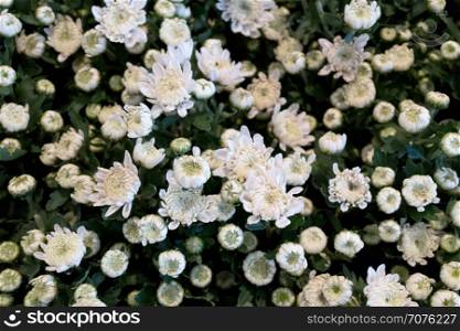 White chrysanthemum flowers in the garden