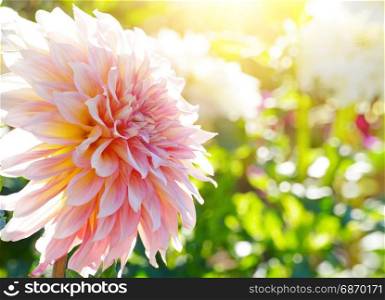 White chrysanthemum in sun backlit. Shallow depth of field. Focus on flower.