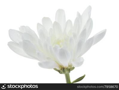 White chrysanthemum isolated on white