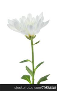 White chrysanthemum isolated on white&#xA;