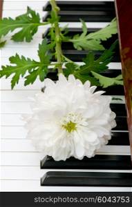 White Chrysanthemum (mums) on the musical piano