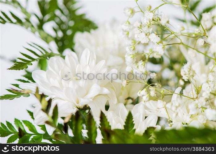 White chrysanthemum with large green leaves close up