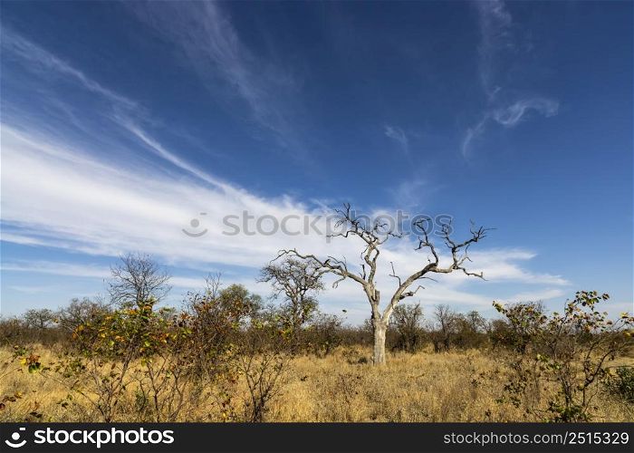 White cirrus clouds behind dead tree Kruger NP South Africa