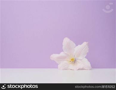White clematis flower on purple paper background, copy space