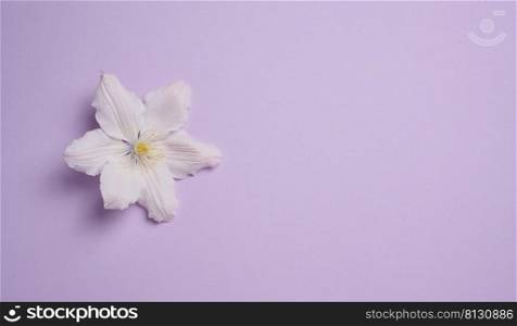 white clematis flower on purple paper background, top view. Copy space