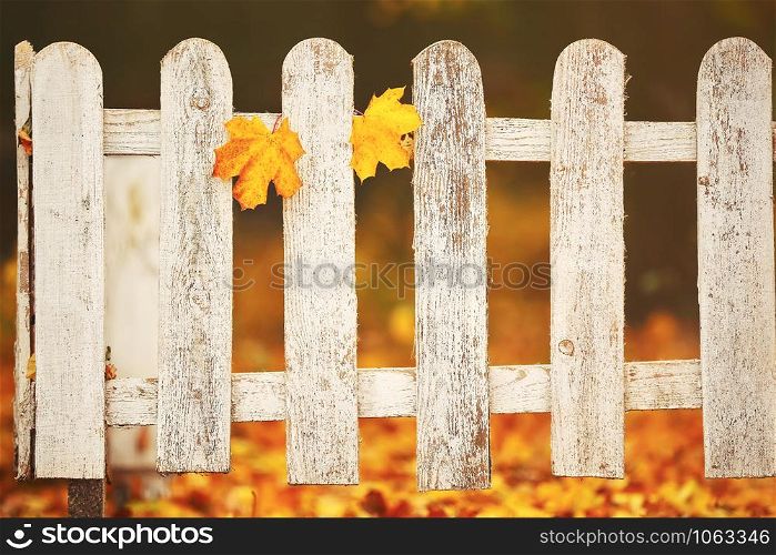 White close-up wooden fence with two yellow leaves on it. Autumn background.. White close-up wooden fence with two yellow leaves on it. Autumn background