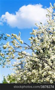 white cloud in blue sky and cherry tree blossoms in spring