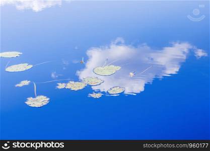 White clouds in the summer blue sky reflected in the water surface of a pond with aquatic plants leaves. Natural background with space for copy and design.