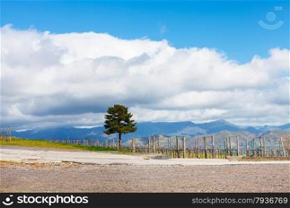 white clouds over vineyard in Etna agricultural region in spring, Sicily, Italy
