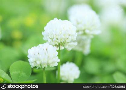 White clover