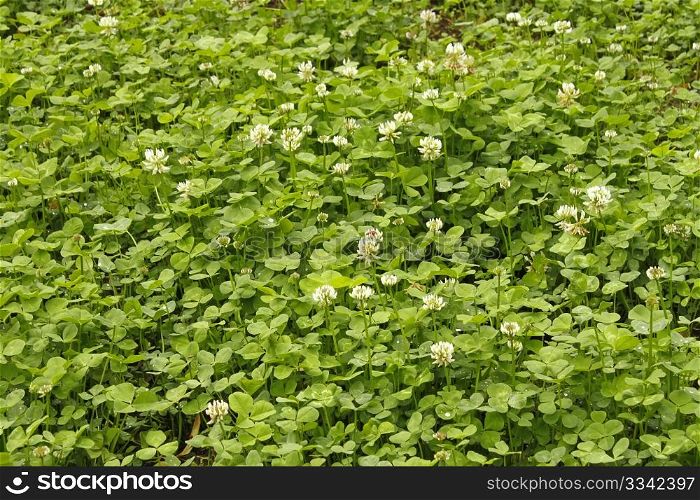 White clover flowers flowering in the meadow