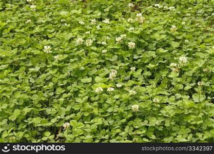 White clover flowers flowering in the meadow