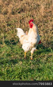 white cock in grass in countryside