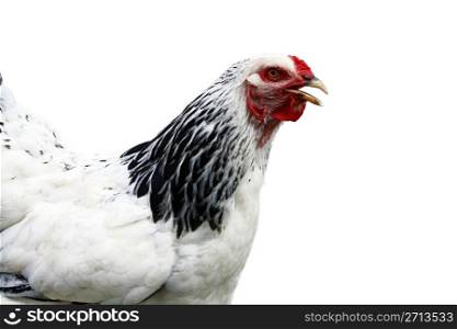 White cock isolated on white background