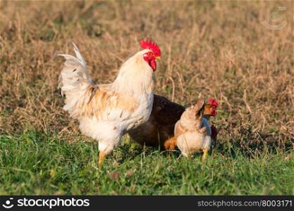 white cock with brown chicken in grass in countryside