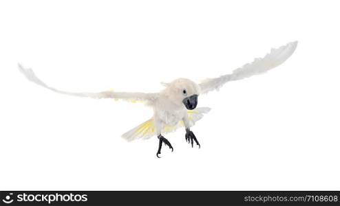 White cockatoo in front of white background