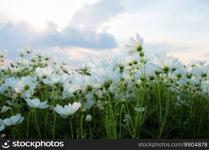 White cocmos on field with the sky in winter.