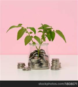 white coins in a glass jar and on the table, sprout with green leaves on a white table. Income growth concept, high percentage of investment