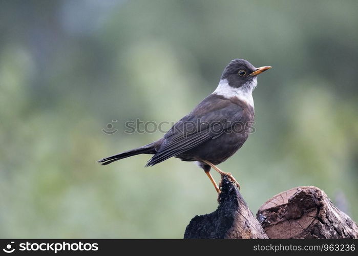 White Collered blackbird, Turdus albocinctus, Sattal, Nainital, Uttarakhand, India.